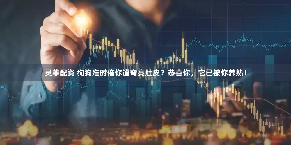 灵菲配资 狗狗准时催你遛弯亮肚皮？恭喜你，它已被你养熟！